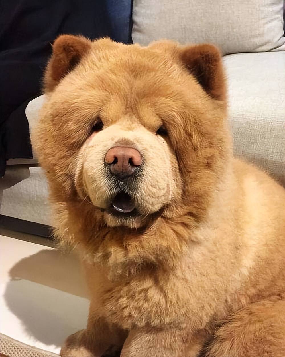 食2026 幼犬零食优选CQ9电子口碑好的幼犬零