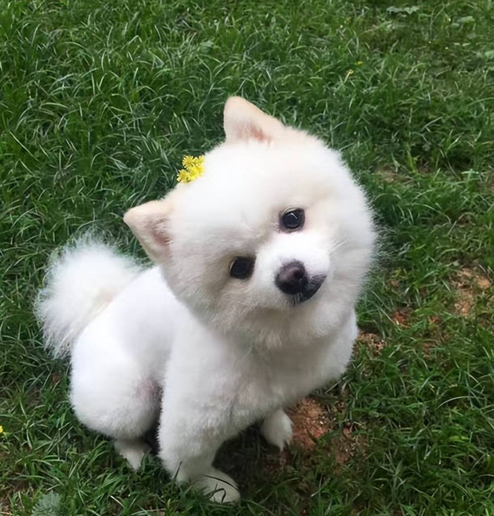 食2026 幼犬零食优选CQ9电子口碑好的幼犬零(图9)