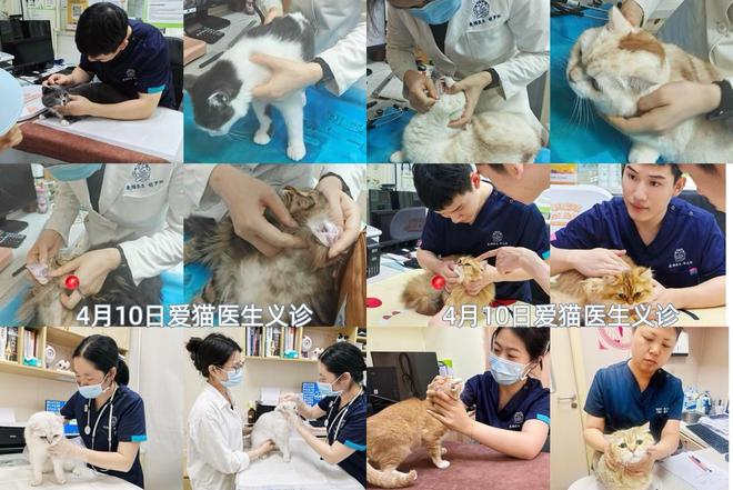 通车深圳站：专业的猫咪健康守护行动CQ9电子平台入口新瑞鹏爱猫义诊直(图3)